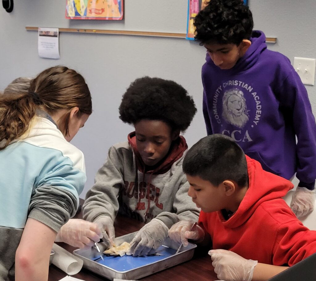 A group of students perform a dissection in a science class