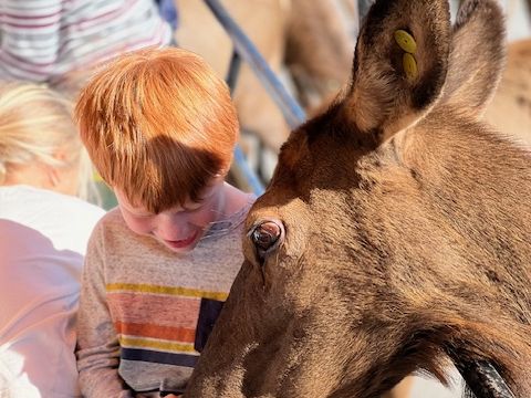 Child feeding an animal